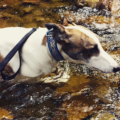 Cane finds pleasure in Sprague Brook. #Cane #DogsOfInstagram #SpragueBrookPark #wny