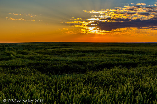county sunset canada clouds landscape photography farm wheat may drew alberta fields strathcona