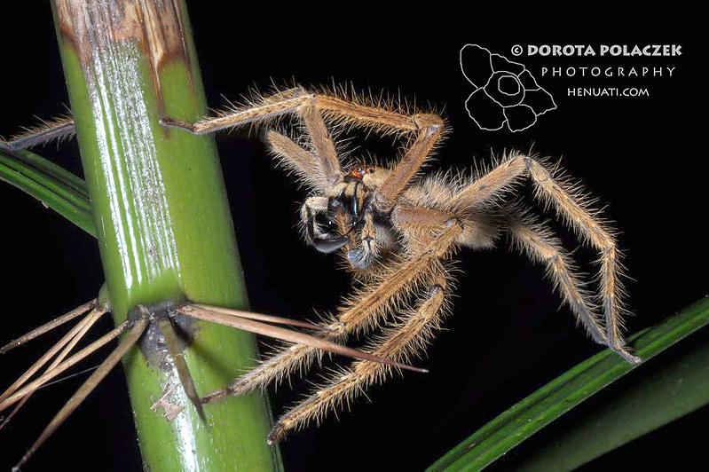 Spider (Heteropoda davidbowie)