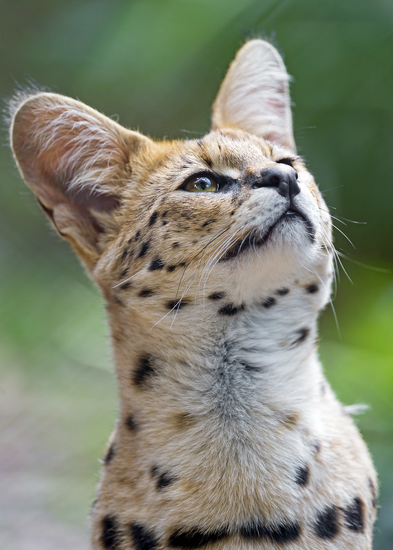 Portrait of a serval looking up