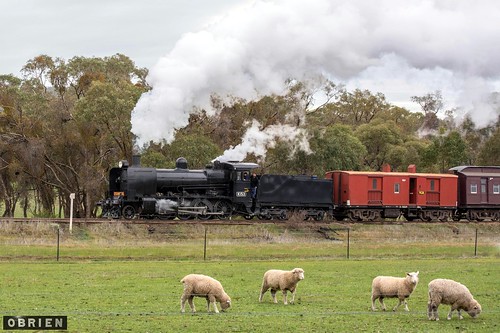 k train victorian rail railway victoria class steam railways maldon srv vgr goldfields steamrail k153
