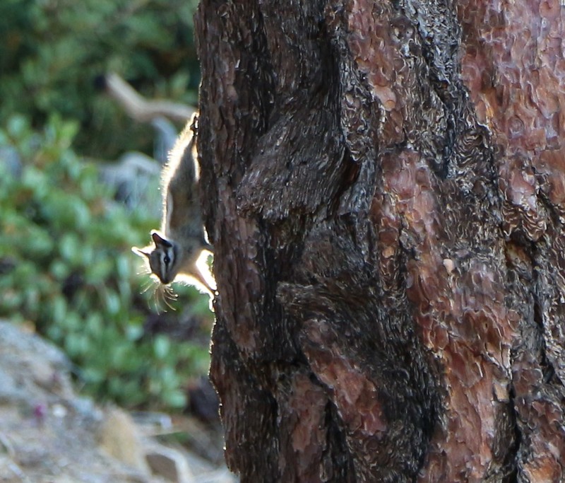Chipmunk on a Jeffrey Pine in the morning sunlight.