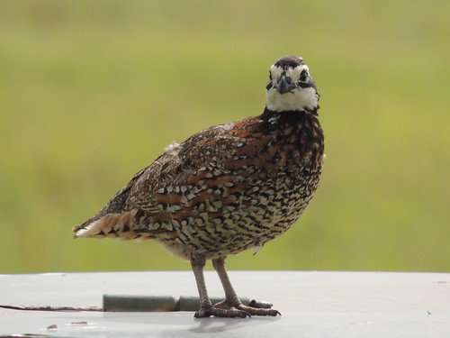 usa bird texas quail bobwhite northernbobwhite