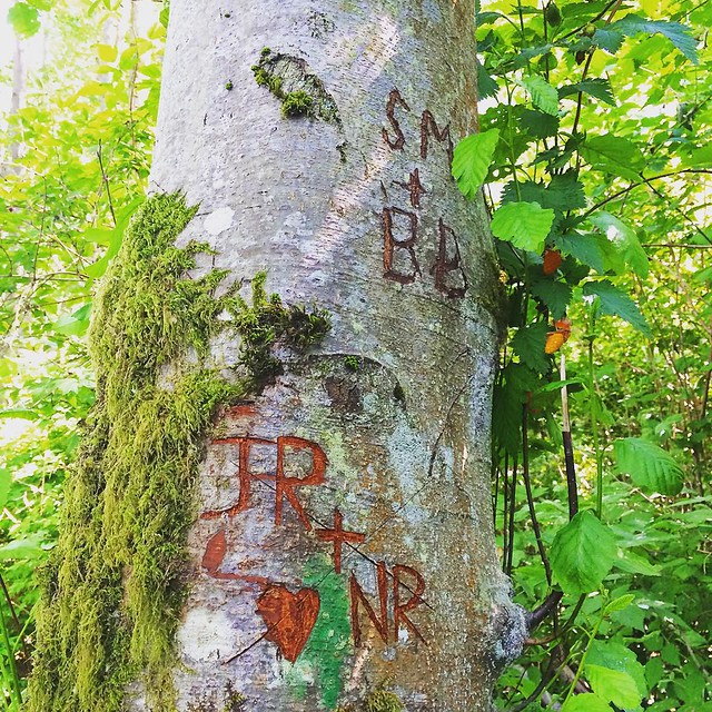 Tree graffiti 🌲
