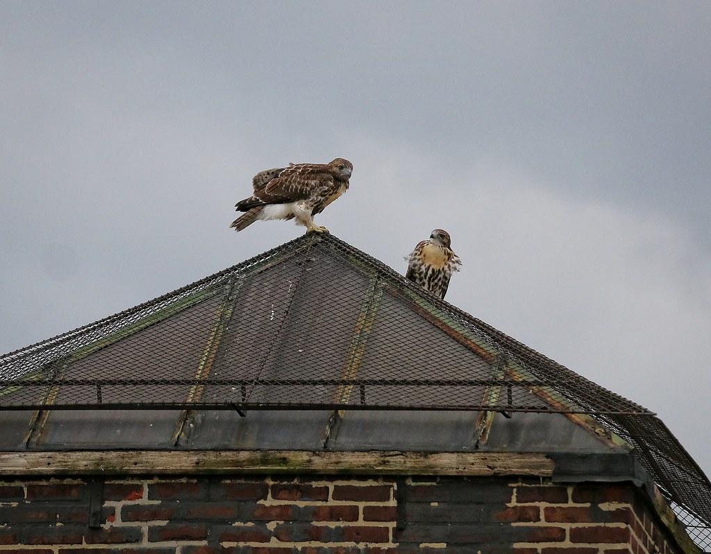 Fledglings #2 & #3 playing on a rooftop