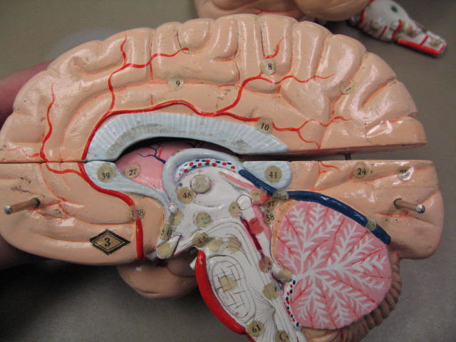 Brain Model 4