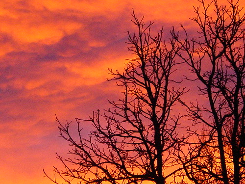 denver colorado sunrise tree trees color sky silhouette nature clouds