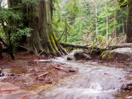 cedar water stream forest deceptioncreek