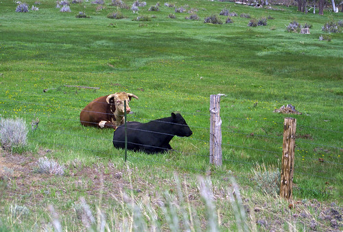 geotagged cows tahoe geo:country=unitedstatesofamerica image:Shot=16 camera:make=canon geo:state=ca camera:model=eoselan image:rating=2 event:Type=travel event:Group=joes image:CDID=811731813390 cd:id=811731813390 cd:num=58 roll:type=gold2006 event:Code=199805t image:NegPage=0248 image:Roll=927 roll:num=927 roll:envelope=67118 neg:page=0248 address:Tag=laketahoe geo:city=laketahoe image:CD=58065 image:CD=5865