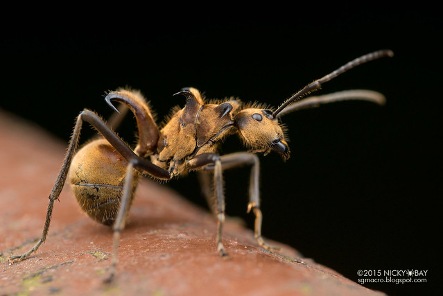Fish hook ant (Polyrhachis ypsilon) - DSC_4124