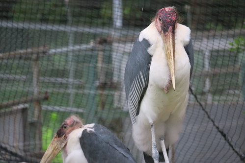 Marabou Stork 02