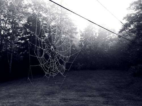 fog web spiderweb dew