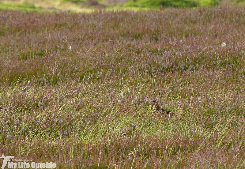 P1150018 - Red Grouse, Ilkley Moor