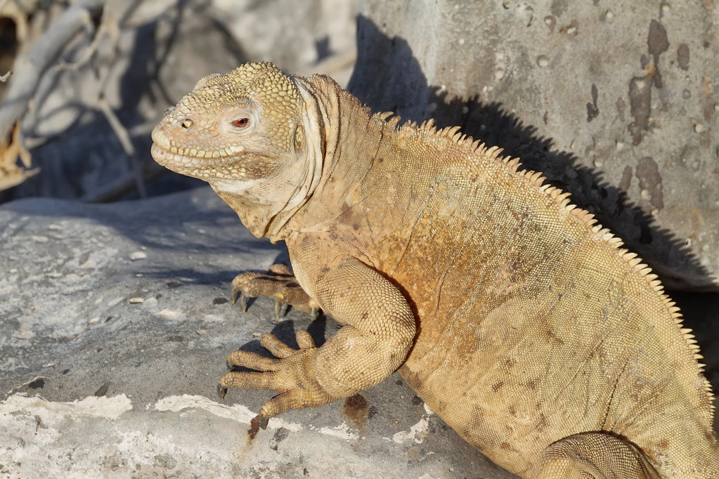 Iguane terrestre de Santa Fe, Galapagos