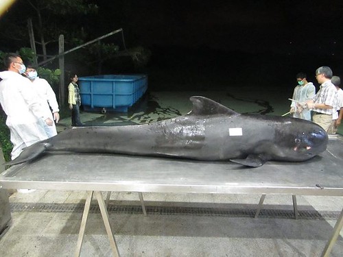 胃裡塞滿塑膠袋的亞成短肢領航鯨。圖片來源：成大鯨豚中心