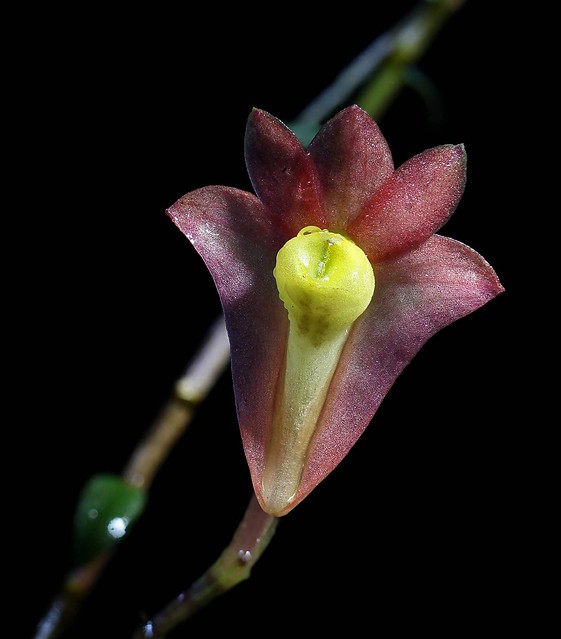 Dendrobium vannouhuysii 19735589588_cde4ceeb37_z