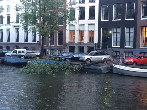 Fallen tree after strong storms, Amsterdam, Netherlands
