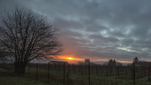 christmas sunrise sunshine trees grapes morning clouds red farmland outside landscape hopewelloregon