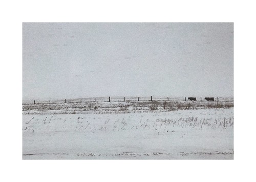cows cold snow bw alberta winter