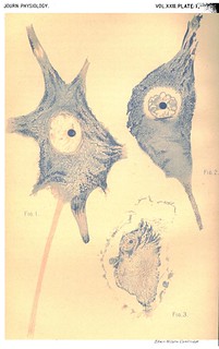 Plate I, Journal of Physiology 23 (1-2) (1898). Figs 1-3 from W.B. Warrington, 'On the Structural Alterations observed in Nerve Cells'.