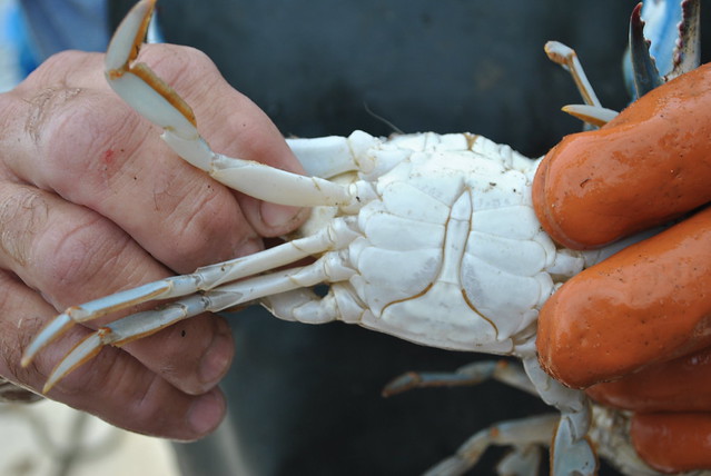 The bottom shell of a male crab looks like an image of the Washington Monument. First Landing State Park, Virginia offers crabbing programs all summer long 