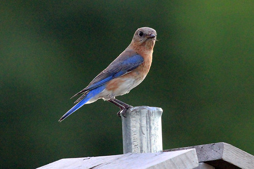 Eastern Bluebird (female) 2