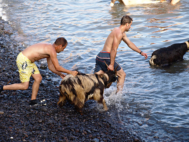 A helping hand, Bathing of the Goats, Puerto de la Cruz, Tenerife