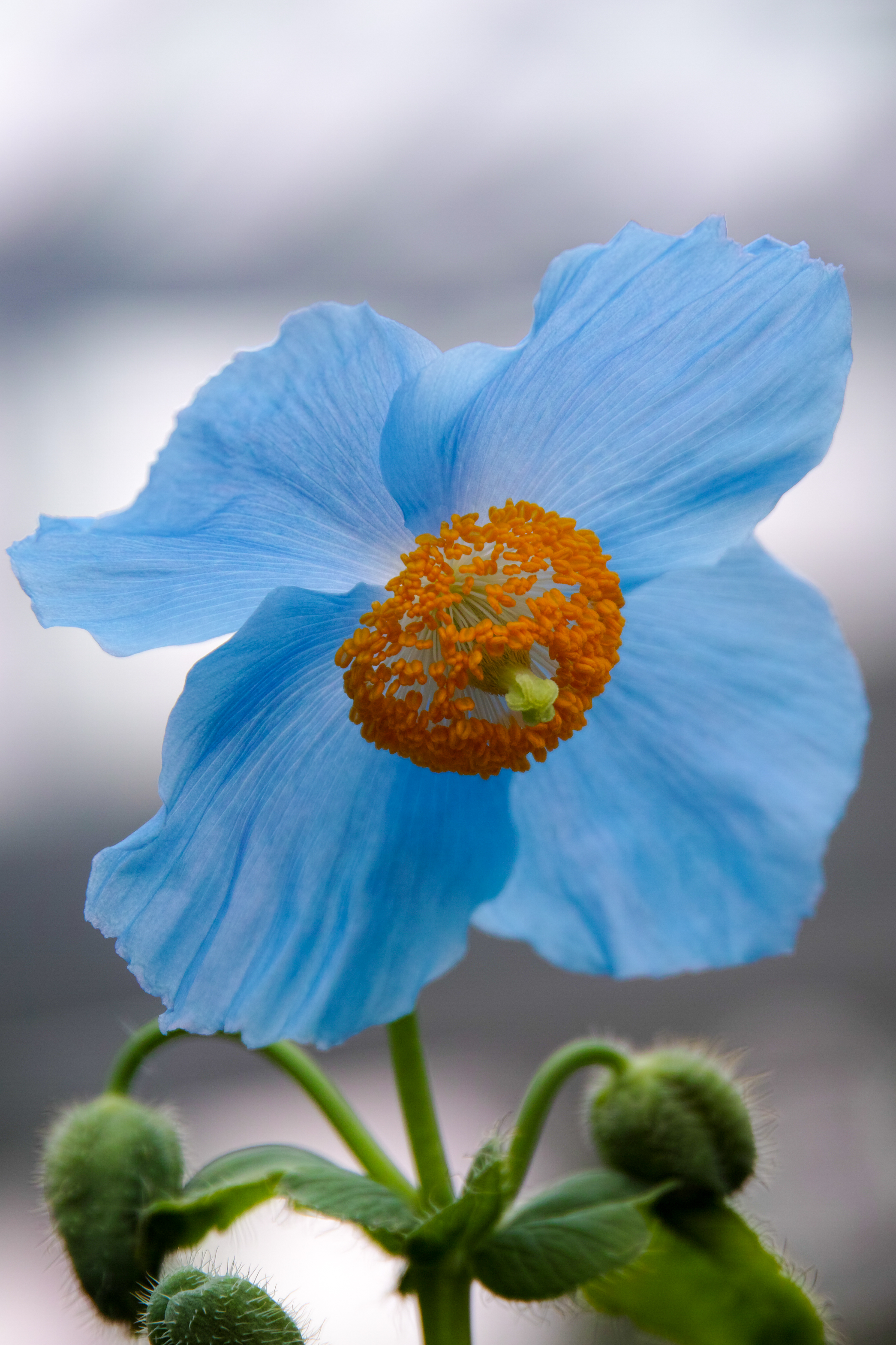 Blue Poppy | Flickr - Photo Sharing!