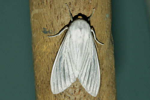 eupseudosoma moth lepidoptera