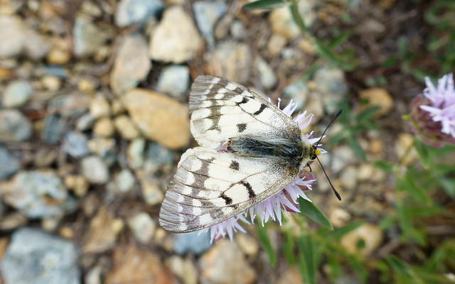 Butterfly on monardella flower