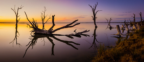trees panorama lake reflection sunrise dawn southaustralia riverland lakebonney