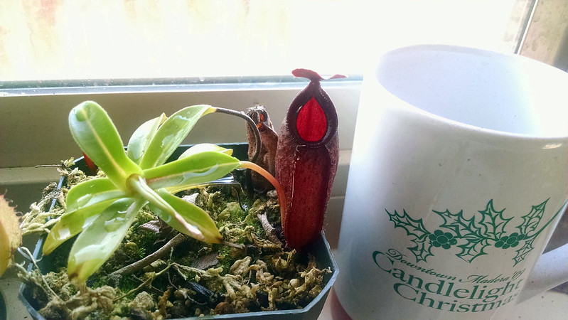 Nepenthes tobaica × aristolochioides.