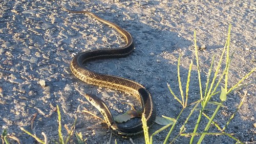 Why Did The Snake Cross The Road? 20150806_062017