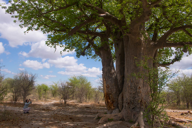 Andrew and the baobab tree