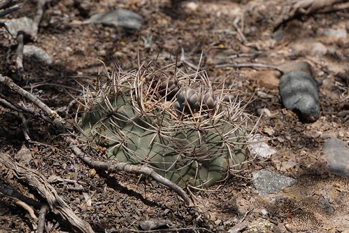 argentinien cacti cactus fnrrb3336 guanchin gymnocalycium ka4576s kakteen kaktus larioja mazanensia rb3336 rhodantherum standort