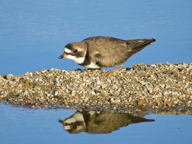 Semipalmated Plover at El Paso Sewage Treatment Center in Woodford County, IL