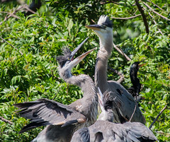 Great Blue Heron nest -0573