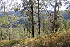 Guy Fawkes River National Park