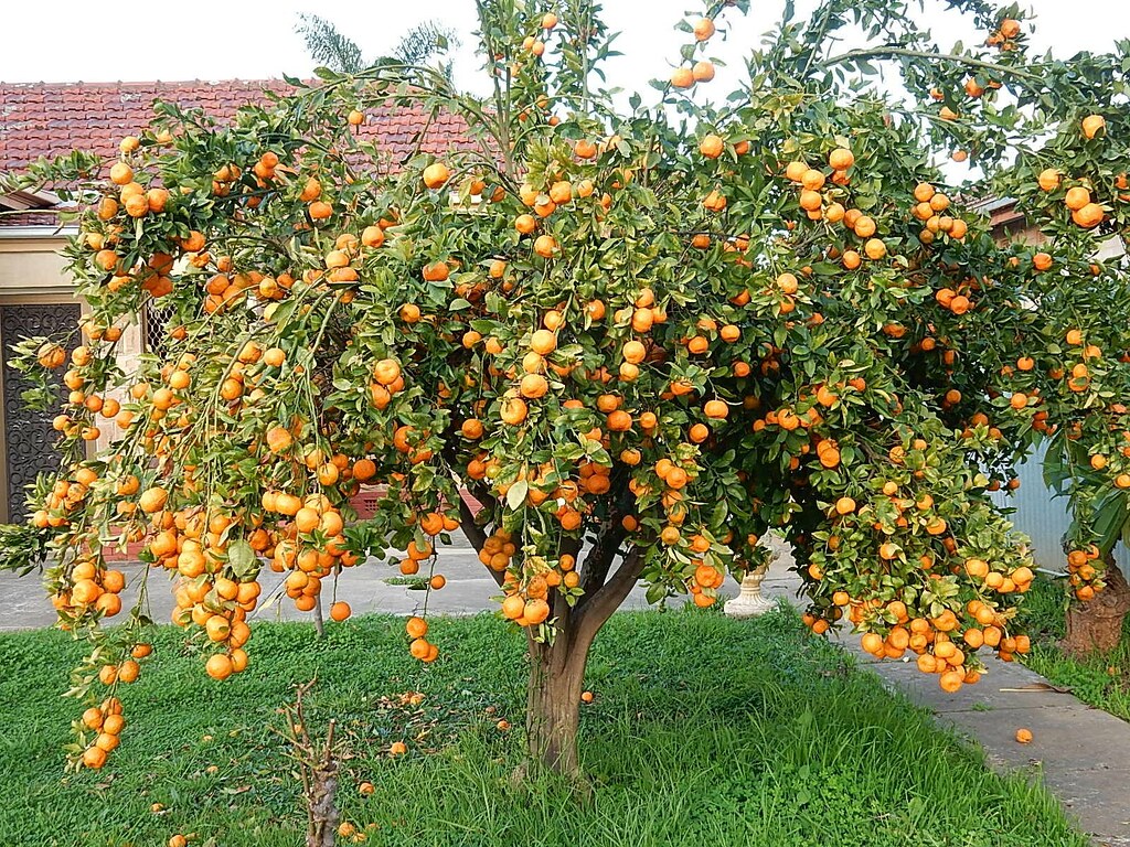 Mandarin Season