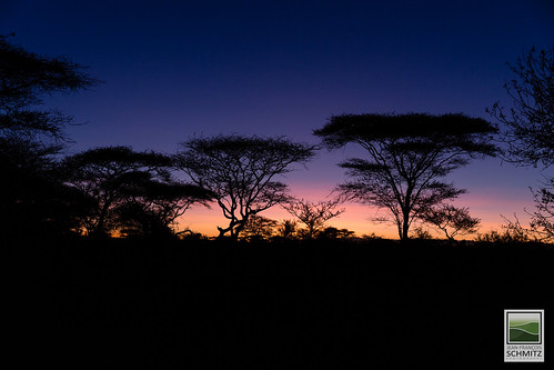 africa animal sunrise tanzania wildlife safari mara serengeti