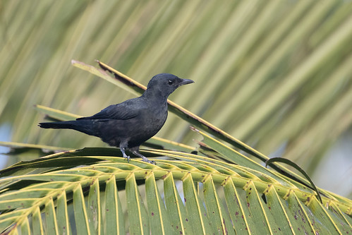 kaicicadabird indonesia edolisomadispar kaikecile keikecil maluku id