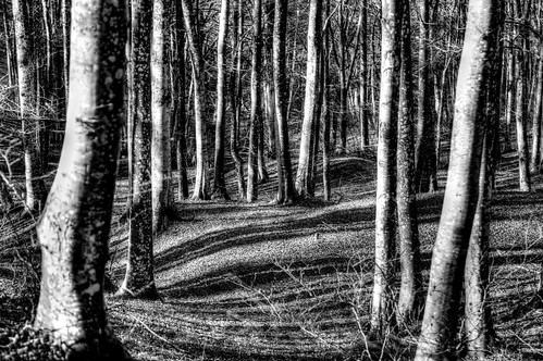 hdr trees alberi wood foresta bosco bw canon eos6d 24105mm blackandwhite monochrome