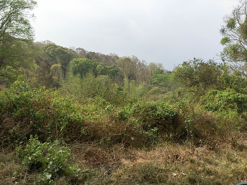 india views tamilnadu in mudumalaitigerreserve