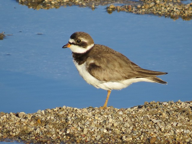 Semipalmated Plover at the El Paso Sewage Treatment Center in Woodford County, IL 22