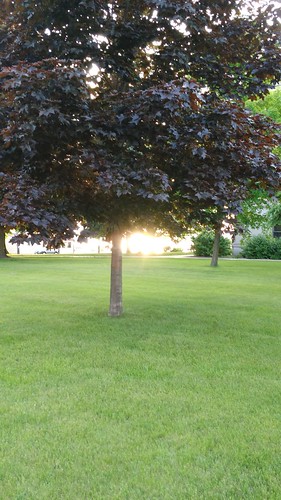 sunset tree grass wisconsin outdoor ashland northernwisconsin ashlandwi downtownashland