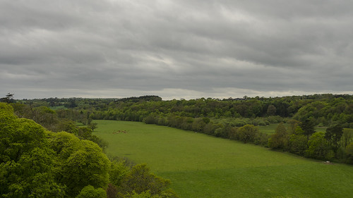 county ireland landscape woods europe day tour cattle cloudy farm cork farming sightseeing tourist pasture blarney grazing