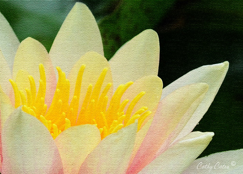 Lotus on Canvas