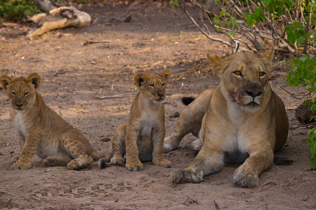 Mama and cubs