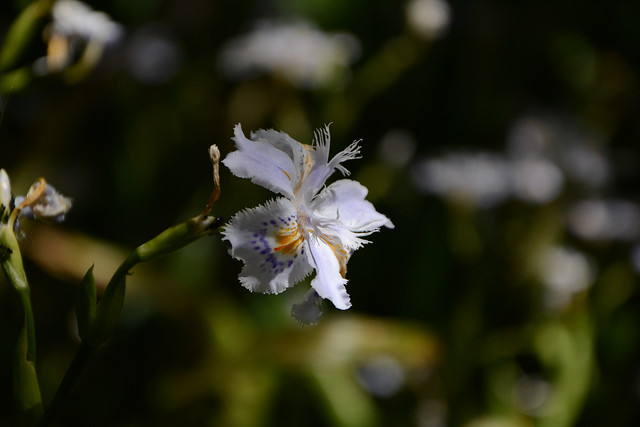 Iris japonica - iris du Japon 32030361280_358b0b0f7d_z