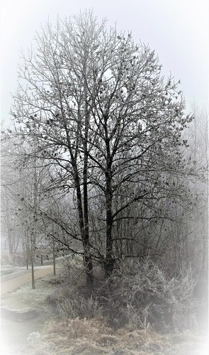 nature arbre tree neige hiver snow winter ombre contrast paysage arlon